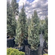 Ялина колюча Iзелi Фастiгiата 120-140см